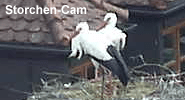 Storchen-Cam